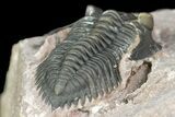 Pseudocryphaeus (Cryphina) Trilobite - Lghaft, morocco #165935-4